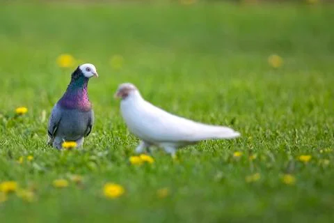 Pigeons in a clearing Stock Photos