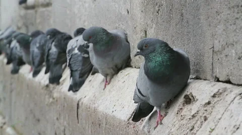 Pigeons close-up Video stock 45855276