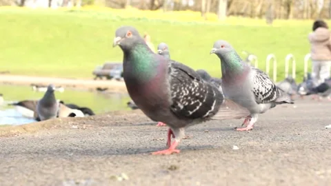 Pigeons Close Up RAW Stock Footage 237260248