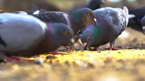 Pigeons Close Up Shot While Eat, Slow Motion Stock Footage 170488692
