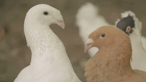 Pigeons close up white and brown Stock Footage 82451615