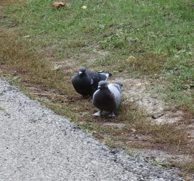 Pigeons closeup Foto stock