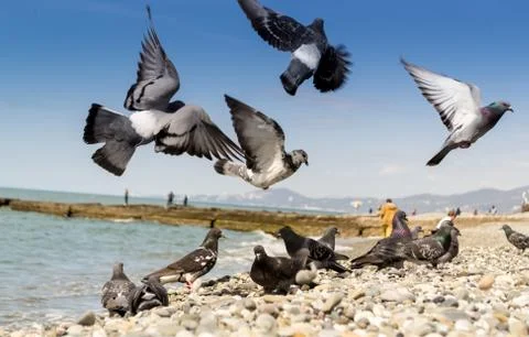 Pigeons On The Coast Stock Photos