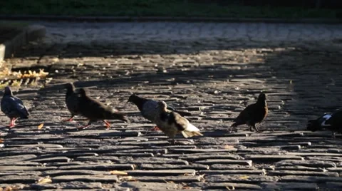 Pigeons on a cobblestone Video stock 8606746