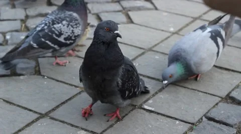 Pigeons on Cobblestone Stock Footage 46123705