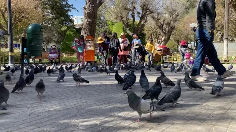 Pigeons in Cochabamba, Bolivia Stock Footage 202194664