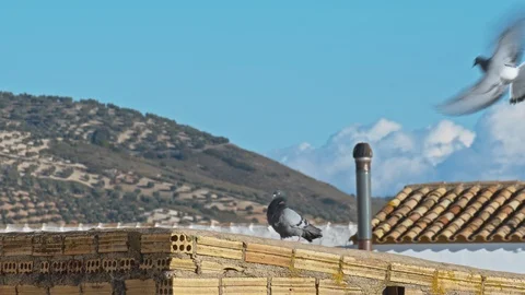 Pigeons come flying to bricks wall in front of beautiful country landscape Stock Footage 102127458