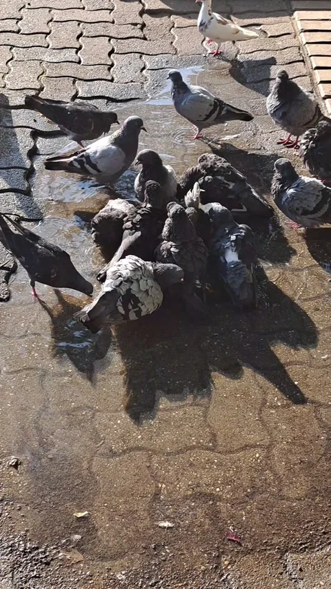 Pigeons Cooling Down Footage Video stock 248720723