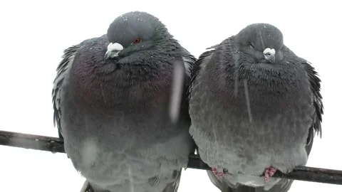 Pigeons couple in winter Stock-Footage 72399516