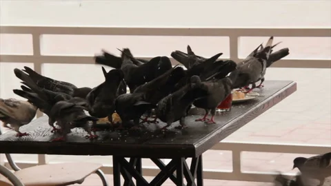 Pigeons crowd on the table among dessert and compote Stock Footage 148467594