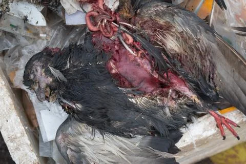 Pigeons die on the bin Stock Photos