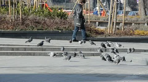 Pigeons &amp; Dog Stock Footage 10849948