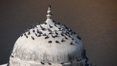 Pigeons on the dome in Jaipur Stock Footage 110707501