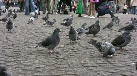 Pigeons dominate the square Video stock 108329