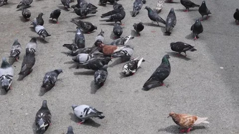 Pigeons Doves Flock Street Stock Footage 344036430