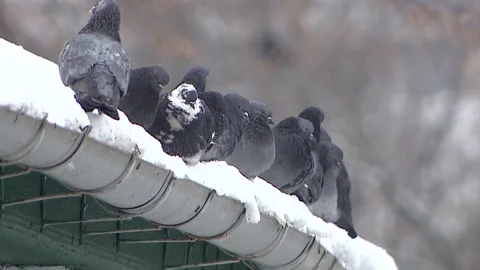 Pigeons on a drainpipe in the snow Stock Footage 101031626