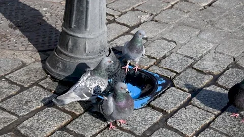 Pigeons drink water Stock Footage 173801497