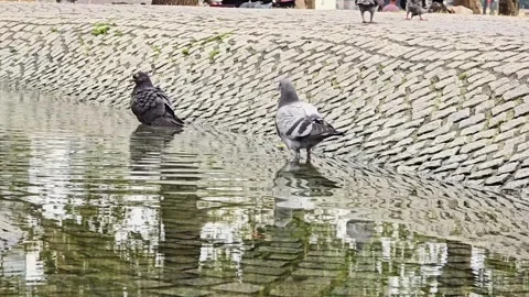Pigeons drinking and standing in a public park fountain pool Stock Footage 345097506