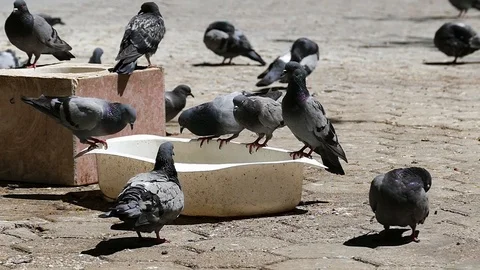 Pigeons drinking in the park, slow motion shooting, Stock-Footage 93602278