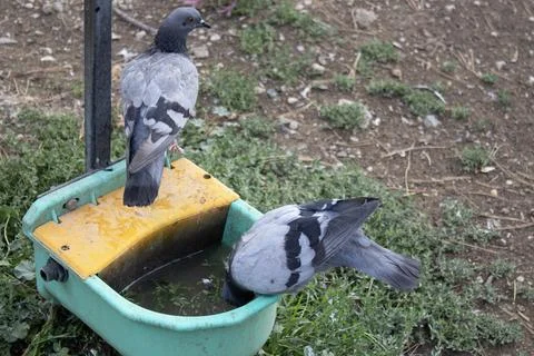 Pigeons Drinking at Plastic Trough Stock Photos