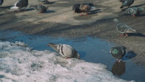 Pigeons Drinking from a Puddle in Early Spring Stock Footage 105644511