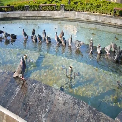 Pigeons drinking water and bathing in a city fountain Stock Footage 69540852