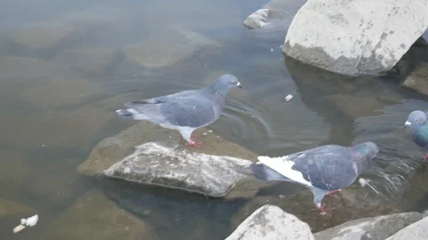 Pigeons drinking water 動画素材 90519416