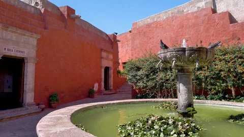 Pigeons drinking water Stock-Footage 119947020