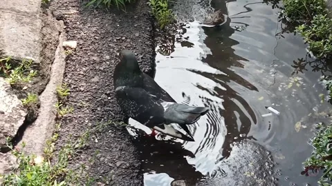 Pigeons drinking water from a puddle. Stock Footage 313471294