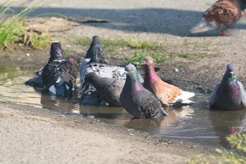 Pigeons Drinking Water From Puddle Stock Photos