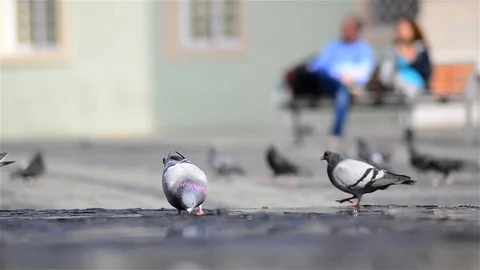 Pigeons drinking water when they fly then start throwing water fountain Stock Footage 95906126