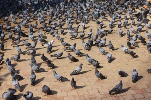 Pigeons on the Durbar square Stock Photos