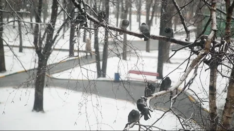 Pigeons during snowfall Stockbeeldmateriaal 48757093
