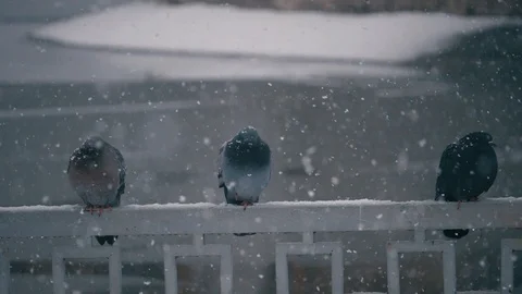 Pigeons during snowfall in winter Stock Footage 121519809