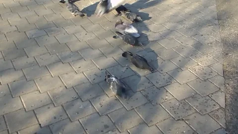 Pigeons eagerly peck seeds in the park Stock Footage 104447057
