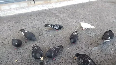Pigeons eat bread crumbs Stock-Footage 332391118