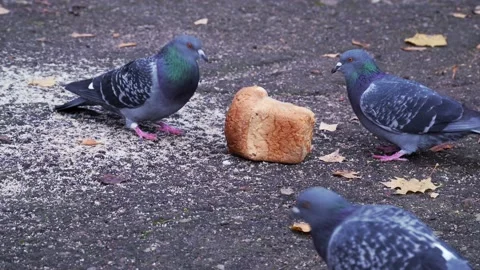 Pigeons eat bread Stock Footage 142232030
