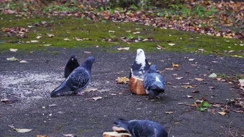 Pigeons eat bread Stock Footage 142659284
