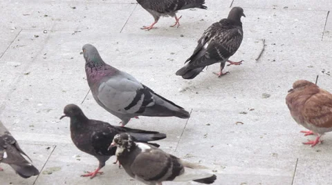 Pigeons eat bread in park Vídeos de archivo 68094578
