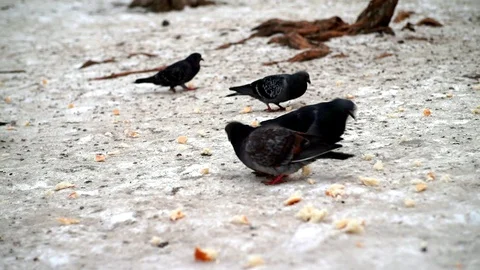 Pigeons eat bread in the park Stock Footage 123688336