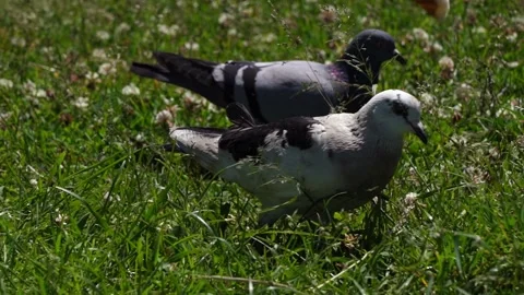 Pigeons eat bread in the park Stock Footage 195463921