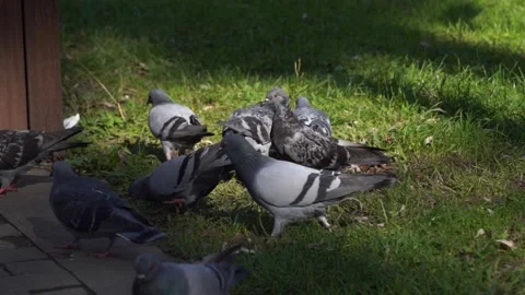 Pigeons eat bread in the park Video stock 220485164