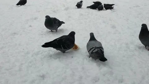 Pigeons eat bread in the snow Видео 169181274