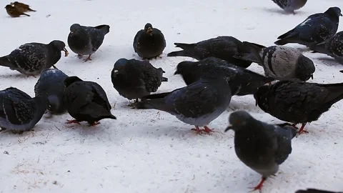 Pigeons Eat Bread in the Winter Outside. Bird Feeding Concept. Stock Footage 147945491