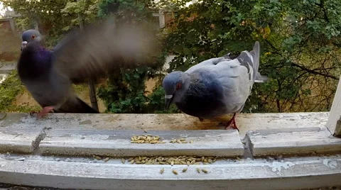 Pigeons eat corn on the windowsill. Stock Footage 42642489