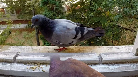 Pigeons eat corn on the windowsill. Stock Footage 42663833