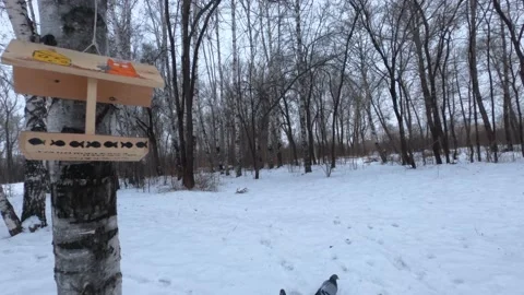 Pigeons eat from the feeder in winter Stock Footage 149564800