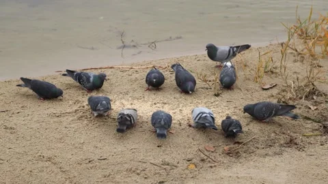 Pigeons eat grain on the beach by the river Stock Footage 322658753