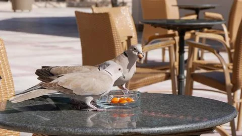 Pigeons eat peanuts on the table. Stock Photos