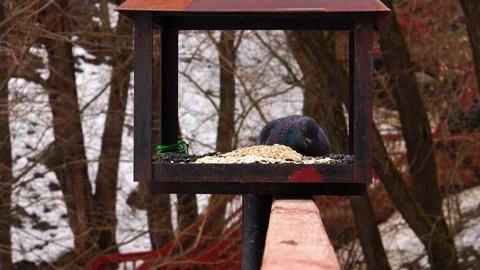 Pigeons eat sunflower Stock-Footage 105201214